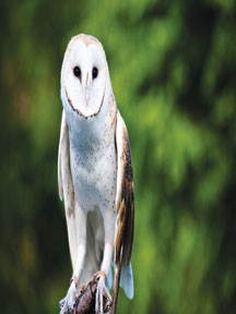 2-L_Thompson-Sept-2011-Barn-Owl