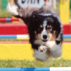 Agility-Pic