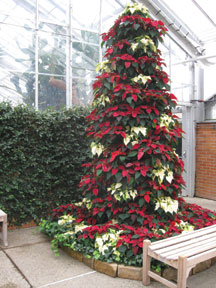 Poinsettia-tree_2