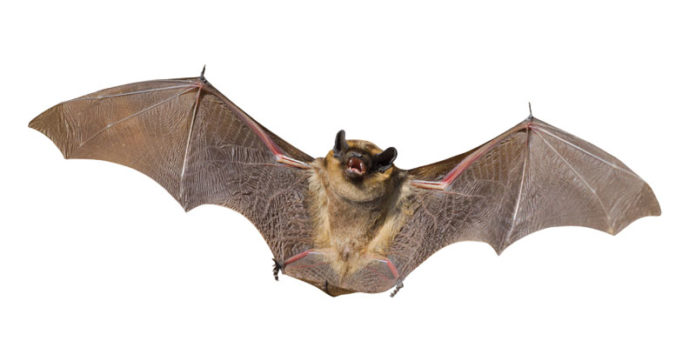 bat