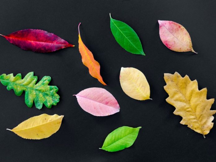 leaves-lukas Leaf Identification