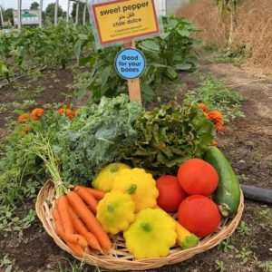 farm saint joe's